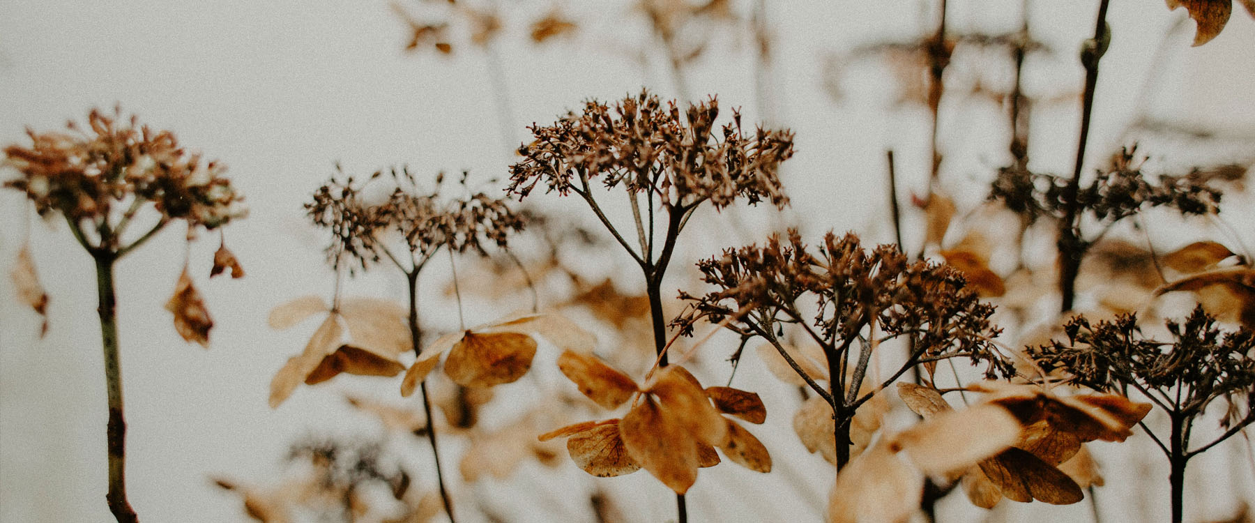 droogbloemen-bruin-rouwtextiel